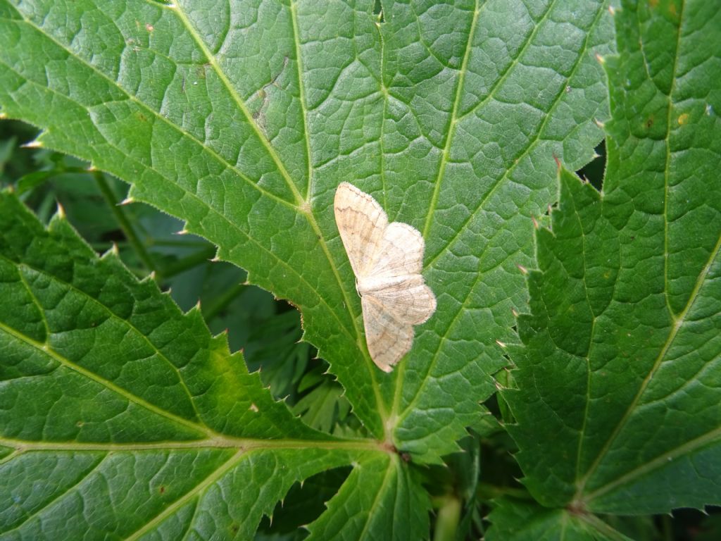 Idea aversata - Geometridae